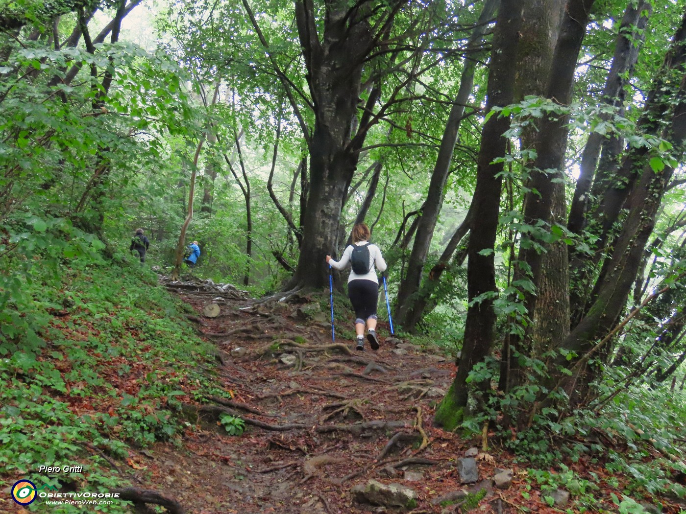 06 Sul sent. 537 nel bosco di carpini neri.JPG
